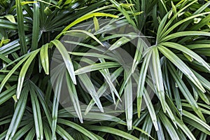 Rhapis excelsa or Lady palm photo