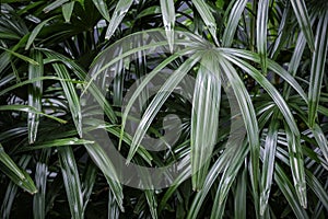 Rhapis excelsa or Lady palm tree in the garden tropical leaves photo