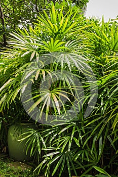 Rhapis excelsa shrubs in the park in spring