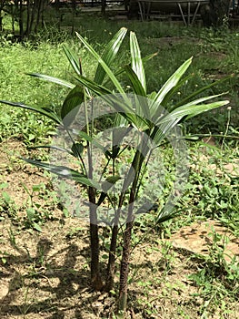Rhapis or Rhapis humillis blume or Slender lady palm.