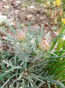 Rhaponticum coniferum V. also Leuzea confera L. is an herbaceous plant from Mediterranean regions photo
