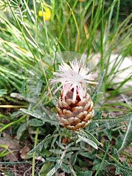 Rhaponticum coniferum V. also Leuzea confera L. is an herbaceous plant from Mediterranean regions photo