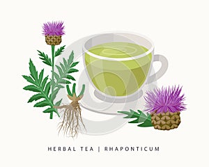 Rhaponticum herbal tea isolated on white background. Maral root Flowering Plant vector botanical illustration. photo