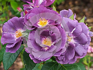 Rhapsody in Blue rose blooms in a garden