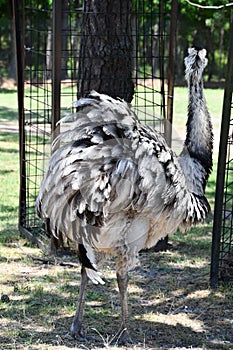 A Rhea Bird