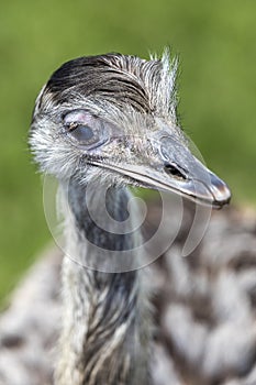 Rhea Bird Head