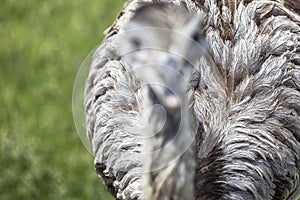 Rhea Bird plumage details