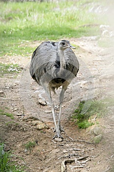 The rhea can not fly and are found in South America