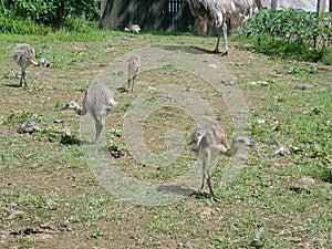 Rhea chicks