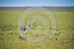 Rhea, La Pampa, Argentina photo