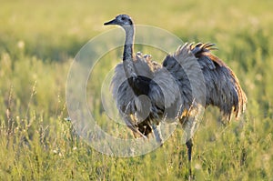 Rhea La Pampa , Argentina