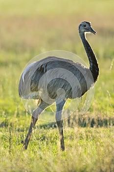 Rhea La Pampa , Argentina