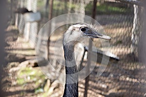 The rhea is looking at the fence