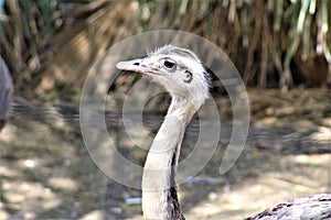 Rhea at the Phoenix Zoo, Arizona Center for Nature Conservation, Phoenix, Arizona, United States