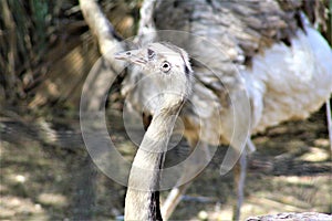 Rhea at the Phoenix Zoo, Arizona Center for Nature Conservation, Phoenix, Arizona, United States