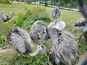 Rhea showing off in group