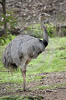 The rhea is a South American bird