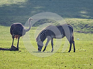 Rhea and Zebra