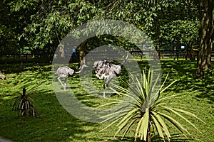Rheas in Bird Garden at Beautiful Country House near Leeds West Yorkshire that is not National Trust