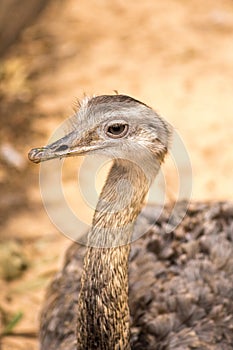 The rheas are large flightless birds without a keel on their sternum bone in the order Rheiformes, native to South America