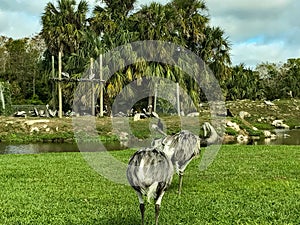 Rheas in Lion Country safari park