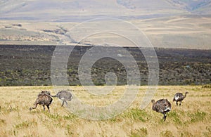 Rheas in the Southern Patagonia