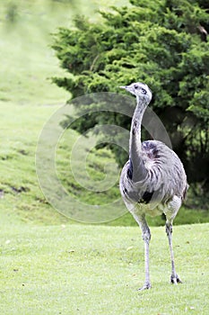 Rheidae in a clearing