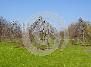 Rheinaue park in Bonn, Germany photo