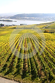 Rheingau vineyards