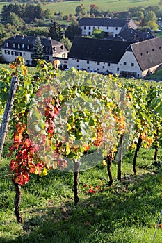 Rheingau vineyards