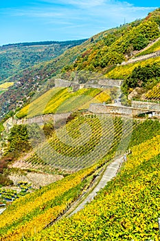 Rheingau vineyards at Assmannshausen in the Upper Middle Rhine Valley, Germany