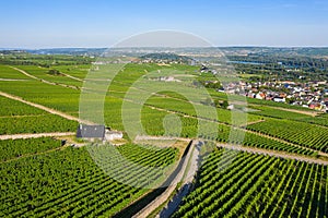 Rheingau vineyards in summer