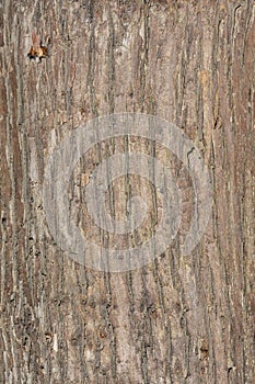 Rheingold Arborvitae