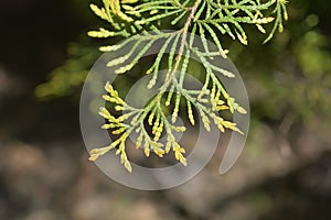 Rheingold Arborvitae