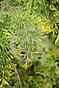 Rheingold Arborvitae