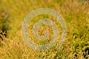 Rheingold Arborvitae