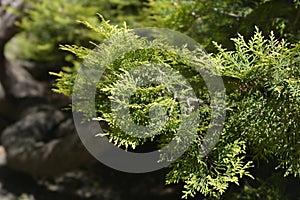 Rheingold Arborvitae