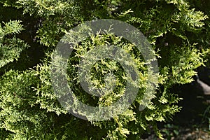 Rheingold Arborvitae