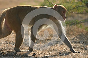 Rhesus macaque