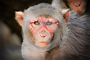 The Rhesus macaque