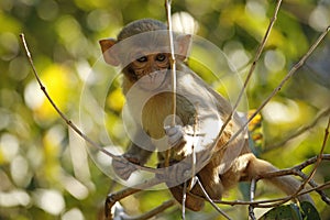 Rhesus Macaque Baby