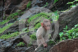 A Rhesus Macaque baby monkey climbing rocks