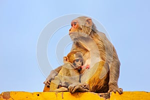 Rhesus macaque with a baby sitting on a wall in Taj Ganj neighborhood of Agra, Uttar Pradesh, India