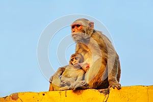 Rhesus macaque with a baby sitting on a wall in Taj Ganj neighborhood of Agra, Uttar Pradesh, India