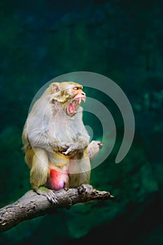 A Rhesus Macaque is baring its fangs photo
