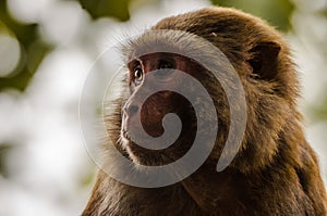 Rhesus Macaque - Close up