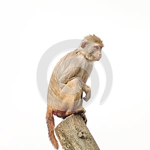 Rh faktor makak v počas prírodné správanie 
