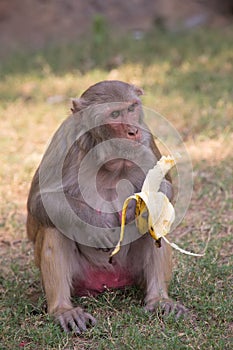 Rhesus Macaque eating banana at Tughlaqabad Fort, Delhi, India