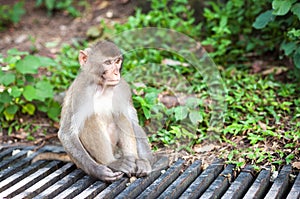 Rhesus Macaque, Hong Kong