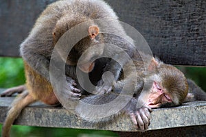 Rhesus macaque in Kam Shan Country Park, Hong Kong